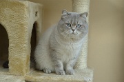 BRITISH SHORTHAIR 022